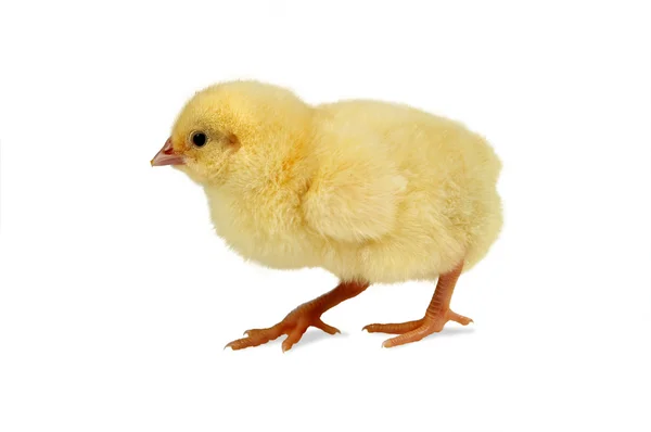 Vandrande chick — Stockfoto