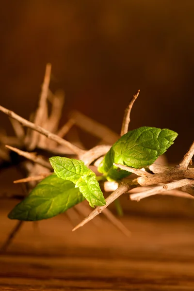 녹색 잎과 부활절 크라운 — 스톡 사진