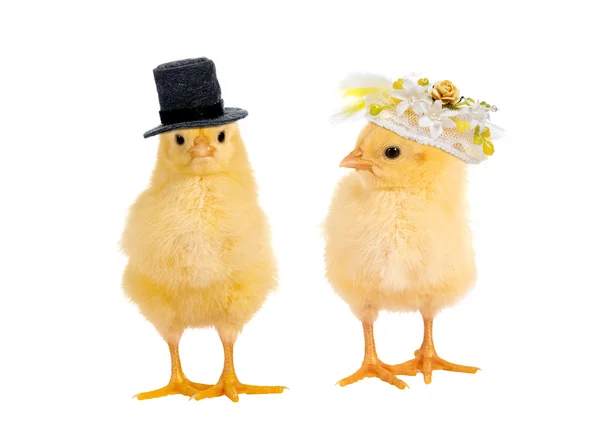 Свадьба цыплят — стоковое фото