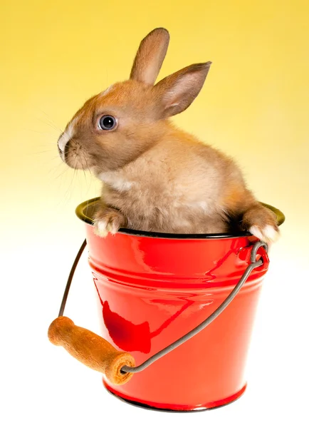 Zajíček v kbelíku — Stock fotografie