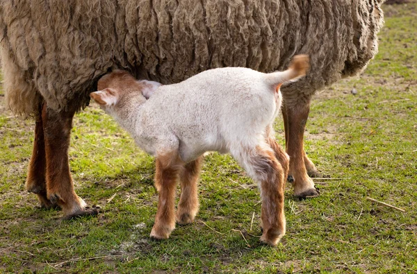 First spring lambs — Stock Photo, Image