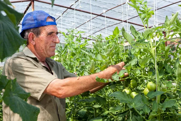 Greenhouse tomato crop — Stock Photo, Image