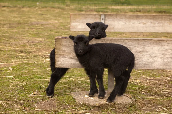 Black lamb twins — Stock Photo, Image