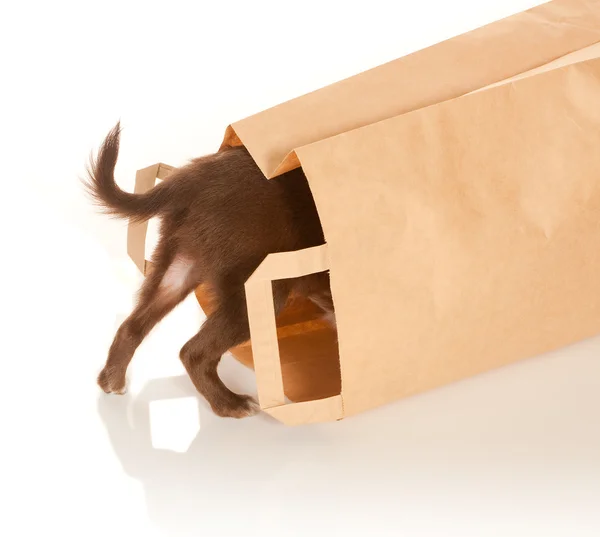Doggy em um saco de papel — Fotografia de Stock