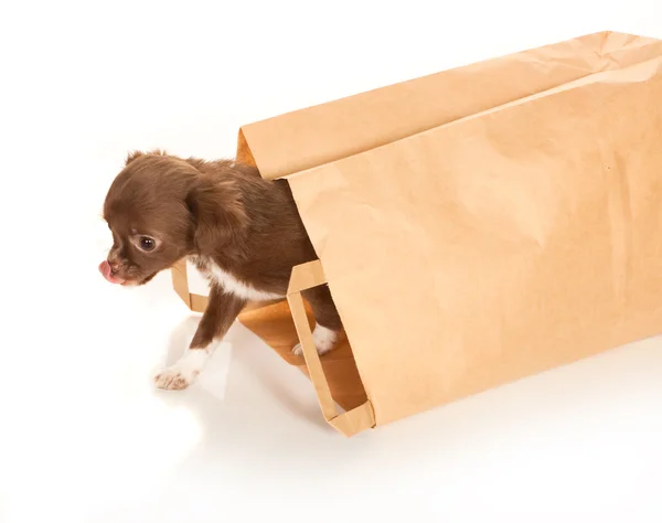 Chihuahua baby in paper bag — Stock Photo, Image