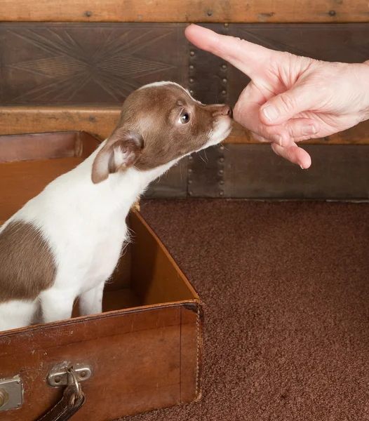 Puppy lessons — Stock Photo, Image