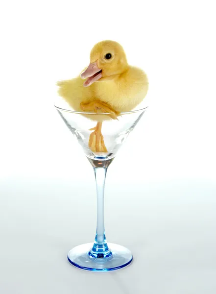 Ducky in a glass — Stock Photo, Image