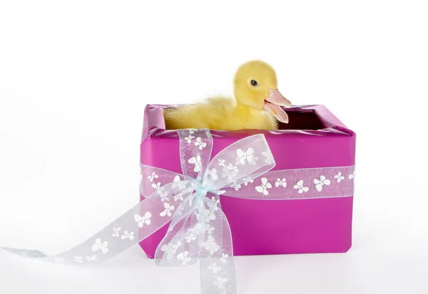 Duck surprise — Stock Photo, Image