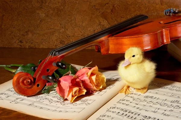 Pato e violino — Fotografia de Stock