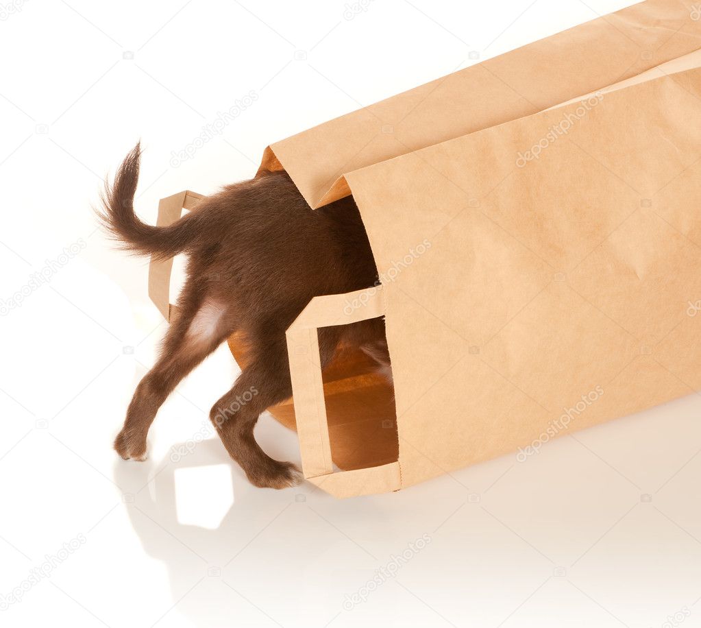 Doggy in a paper bag