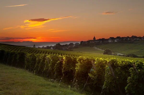 Zomerochtend in Franse wijngaarden — Stockfoto