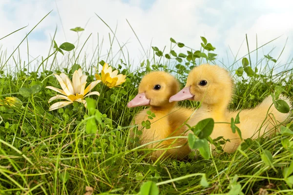 Duckling twins with easter — Stock Photo, Image