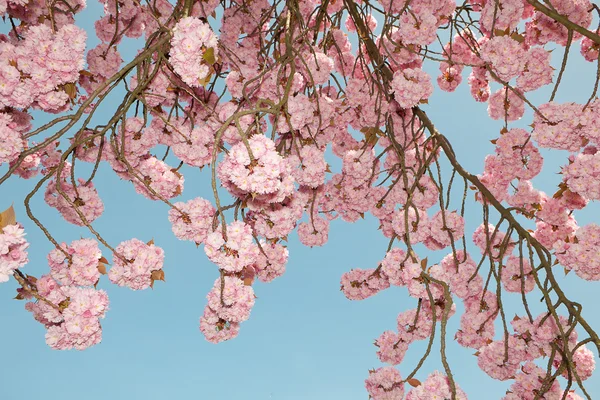 Waktu Blossom — Stok Foto