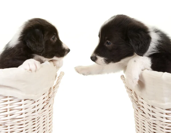 Dua anjing pups collie perbatasan — Stok Foto