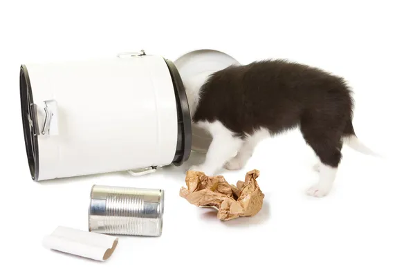 Puppy playing with garbage — Stock Photo, Image
