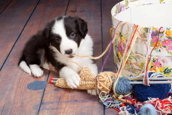Tangled puppy — Stock Photo, Image