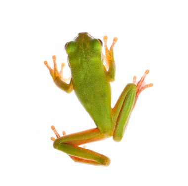 Frog on white clipart