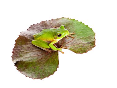 Green frog on leaf clipart