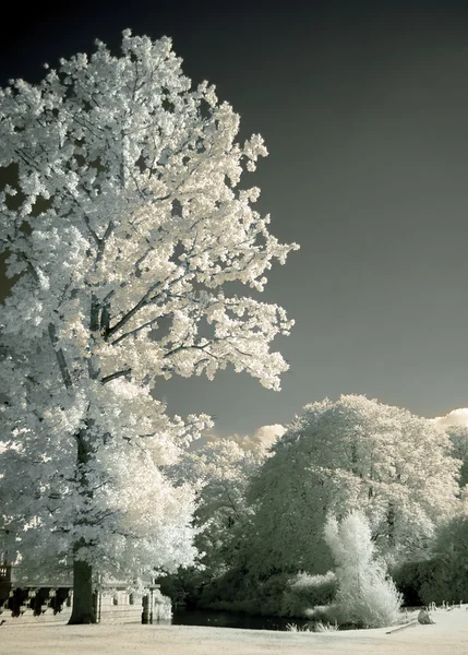 Stromy parku v infračerveném — Stock fotografie