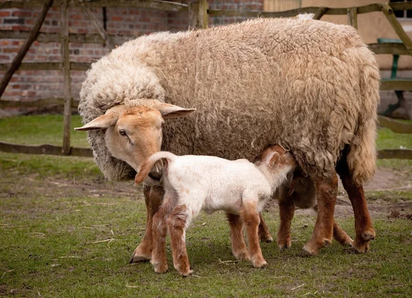 Springtime lambs — Stock Photo, Image