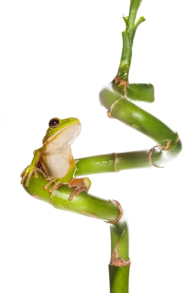 Frog op bamboe curl — Stockfoto