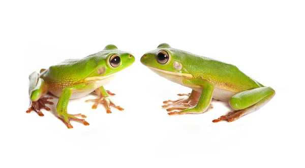 两个树蛙 — 图库照片