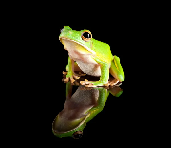 Reflected green tree frog — Stock Photo, Image