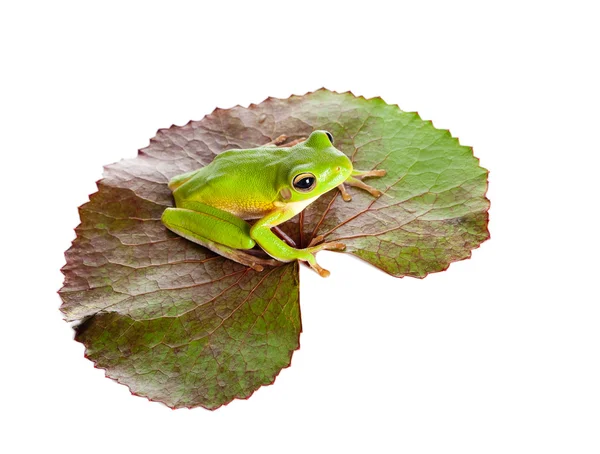 Zielona żaba na liściu — Zdjęcie stockowe