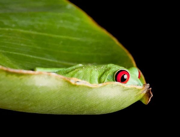 Czerwony eyed żaba ukrywanie w liść — Zdjęcie stockowe