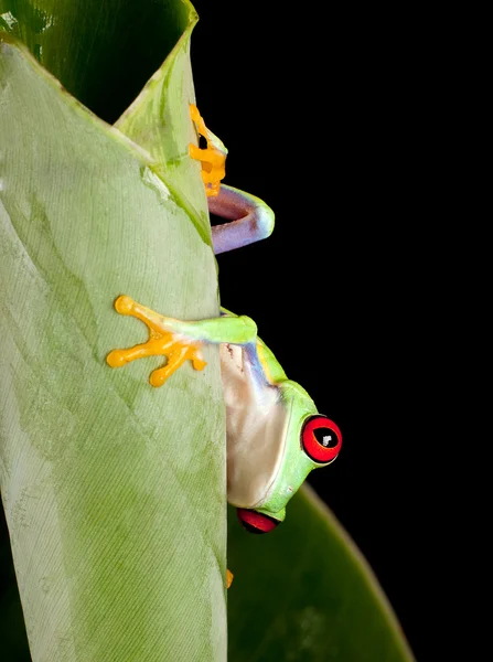 Красноглазый лягушонок за листом — стоковое фото