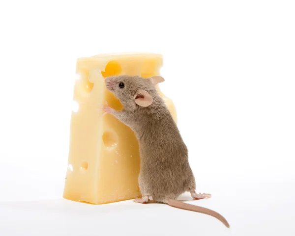 一块奶酪 — 图库照片