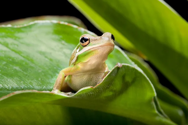Green Tree Frog — Stock Photo, Image