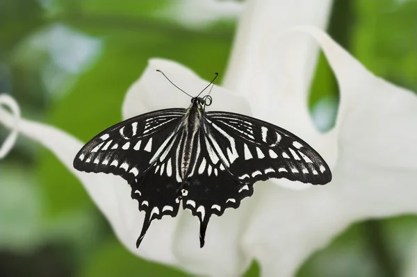 Papillon hirondelle des agrumes — Photo