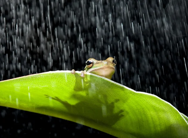 Rana bajo la lluvia — Foto de Stock