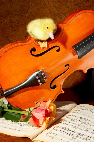 Duck on a fiddle — Stock Photo, Image