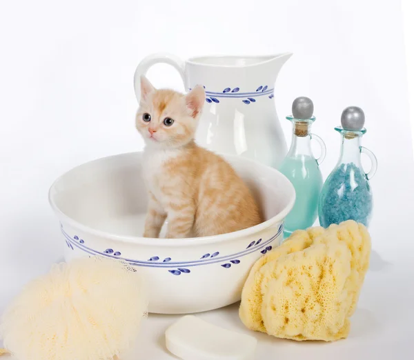 Bersihkan anak kucing — Stok Foto