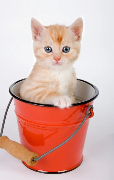 Sitting in a bucket — Stock Photo, Image