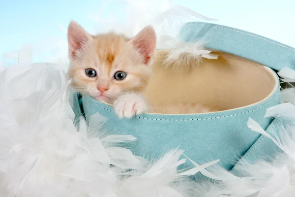 Comfortable box — Stock Photo, Image