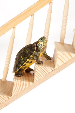 Turtle on staircase clipart