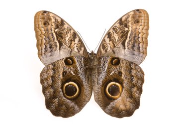 Owl butterfly clipart