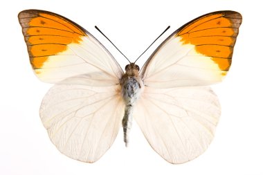 Hebomia butterfly clipart