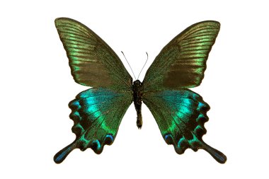 Papilio butterfly clipart