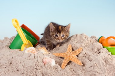 Kitty bir plajda
