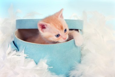 Baby cat in box clipart