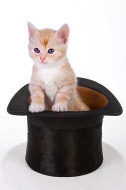 Kitty in a hat clipart