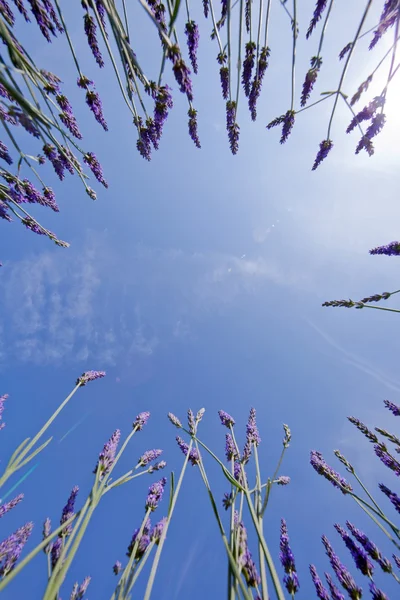 淡紫色和蓝色的天空 — 图库照片