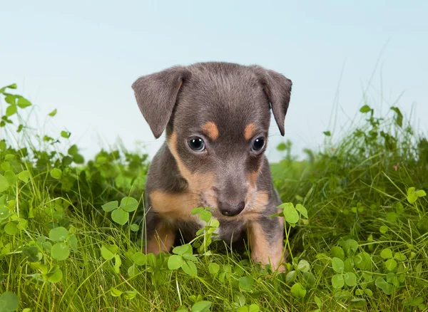 Cachorro na grama verde — Fotografia de Stock