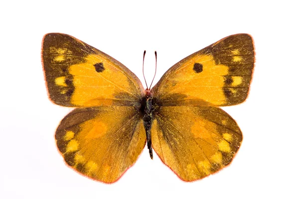 Colias eurytheme vlinder — Stockfoto