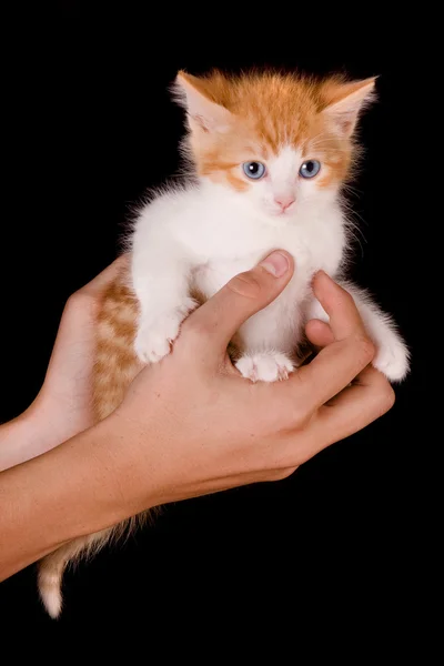 Κρατώντας ένα γατάκι — Φωτογραφία Αρχείου