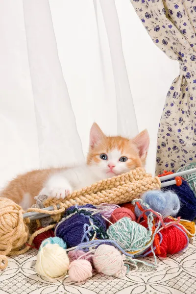 Knitting kitten — Stock Photo, Image